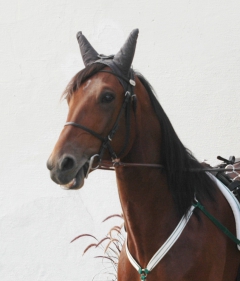 Ugly Duckling 160923-7